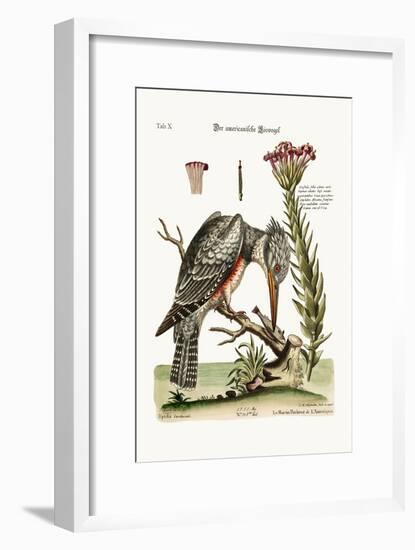 The American Kingfisher, 1749-73-George Edwards-Framed Giclee Print