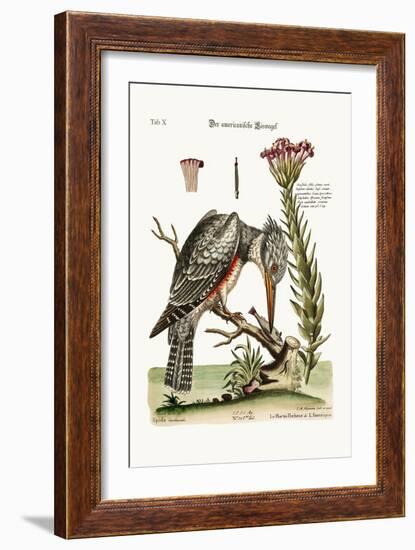 The American Kingfisher, 1749-73-George Edwards-Framed Giclee Print