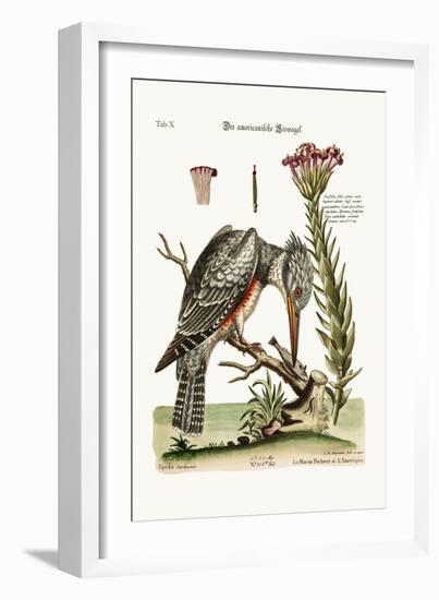 The American Kingfisher, 1749-73-George Edwards-Framed Giclee Print