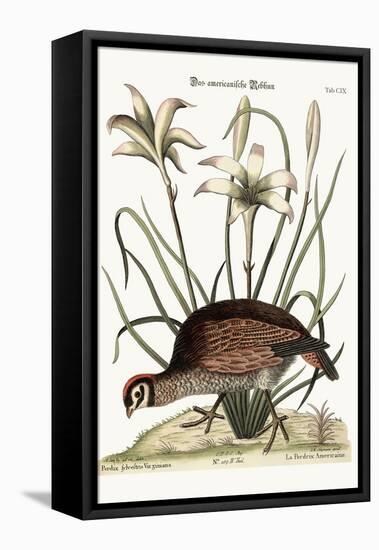 The American Partridge, 1749-73-Mark Catesby-Framed Premier Image Canvas