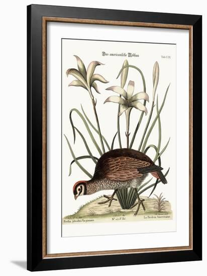 The American Partridge, 1749-73-Mark Catesby-Framed Giclee Print