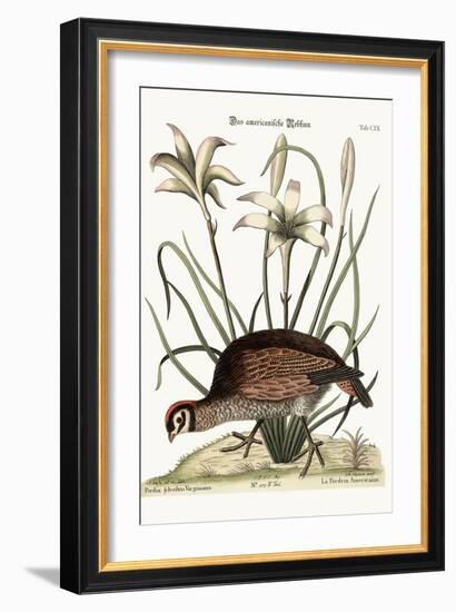 The American Partridge, 1749-73-Mark Catesby-Framed Giclee Print