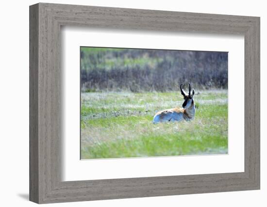 The American Pronghorn, a Buck Rests in the Grass-Richard Wright-Framed Photographic Print