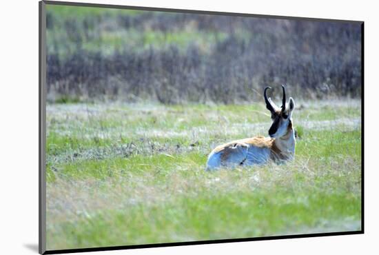 The American Pronghorn, a Buck Rests in the Grass-Richard Wright-Mounted Photographic Print