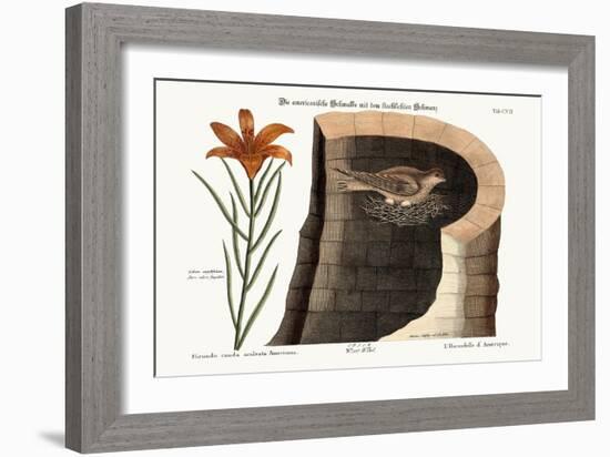 The American Swallow, 1749-73-Mark Catesby-Framed Giclee Print