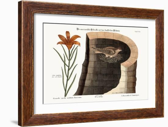 The American Swallow, 1749-73-Mark Catesby-Framed Giclee Print