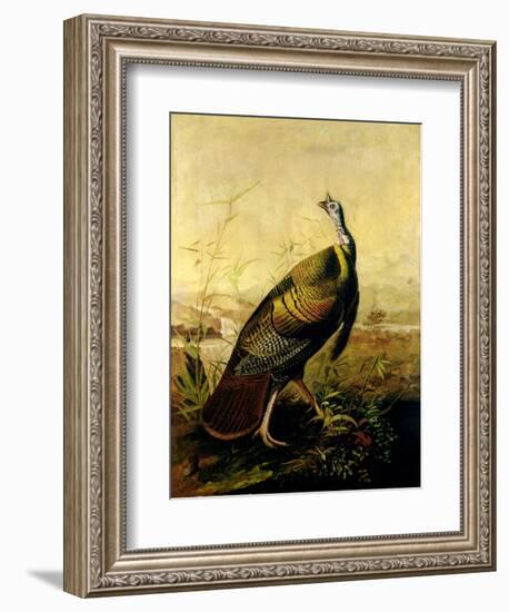 The American Wild Turkey Cock-John James Audubon-Framed Giclee Print