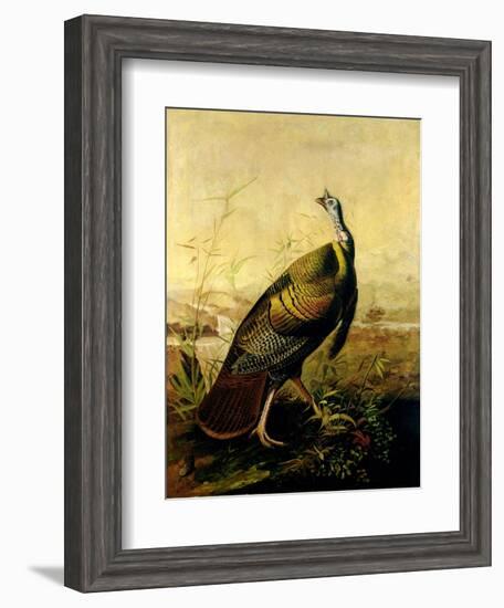 The American Wild Turkey Cock-John James Audubon-Framed Giclee Print