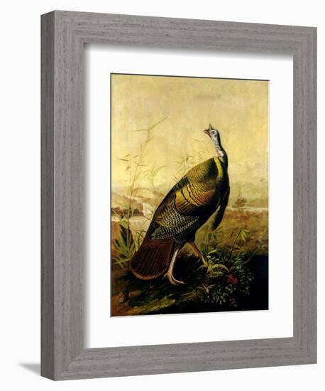 The American Wild Turkey Cock-John James Audubon-Framed Giclee Print