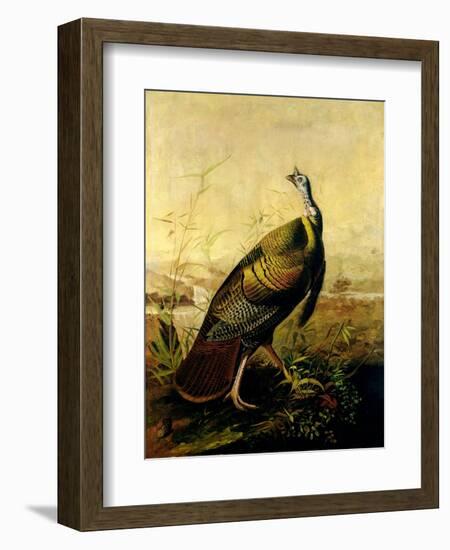 The American Wild Turkey Cock-John James Audubon-Framed Giclee Print