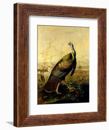 The American Wild Turkey Cock-John James Audubon-Framed Giclee Print