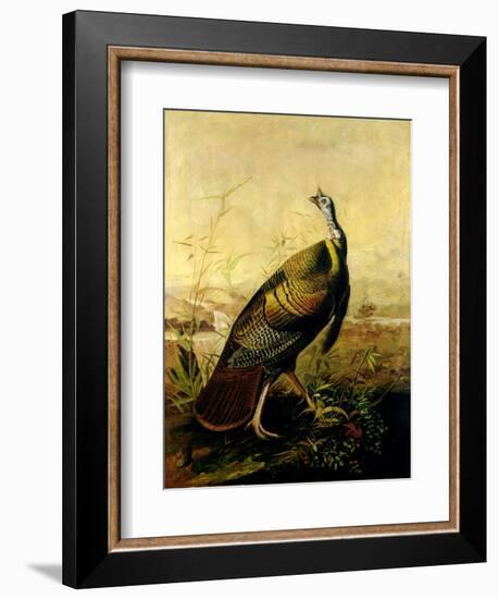 The American Wild Turkey Cock-John James Audubon-Framed Giclee Print