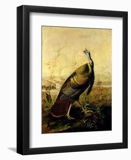 The American Wild Turkey Cock-John James Audubon-Framed Giclee Print