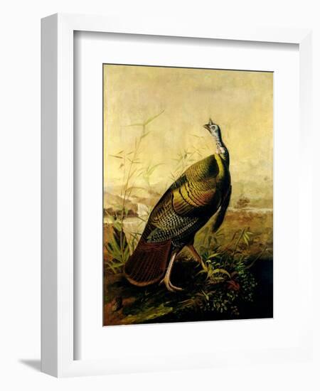 The American Wild Turkey Cock-John James Audubon-Framed Giclee Print