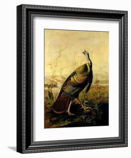 The American Wild Turkey Cock-John James Audubon-Framed Giclee Print