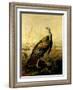 The American Wild Turkey Cock-John James Audubon-Framed Giclee Print