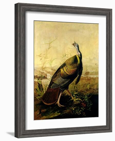 The American Wild Turkey Cock-John James Audubon-Framed Giclee Print