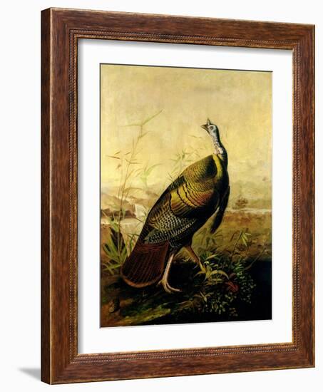 The American Wild Turkey Cock-John James Audubon-Framed Giclee Print