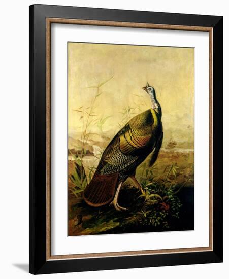 The American Wild Turkey Cock-John James Audubon-Framed Giclee Print