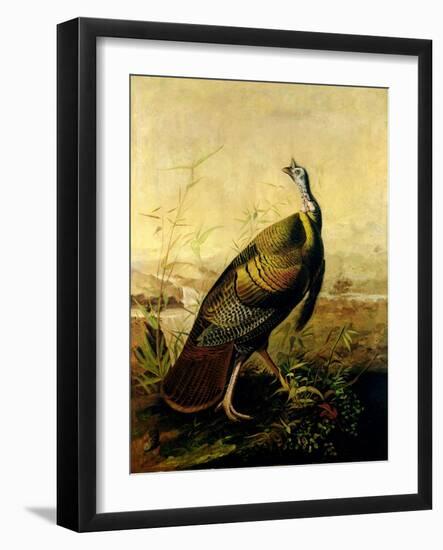 The American Wild Turkey Cock-John James Audubon-Framed Giclee Print