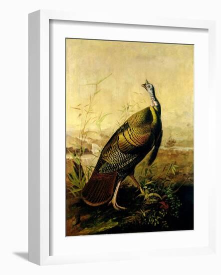 The American Wild Turkey Cock-John James Audubon-Framed Giclee Print