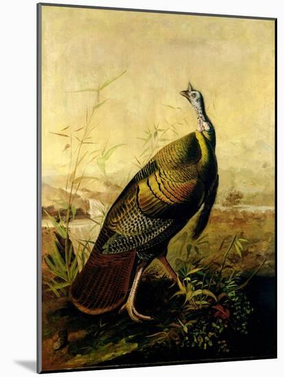 The American Wild Turkey Cock-John James Audubon-Mounted Giclee Print