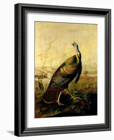 The American Wild Turkey Cock-John James Audubon-Framed Giclee Print