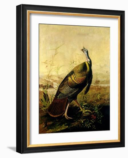 The American Wild Turkey Cock-John James Audubon-Framed Giclee Print