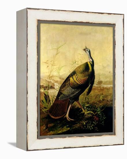 The American Wild Turkey Cock-John James Audubon-Framed Premier Image Canvas