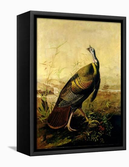 The American Wild Turkey Cock-John James Audubon-Framed Premier Image Canvas