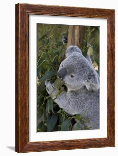 The Amiable-Susann Parker-Framed Photographic Print