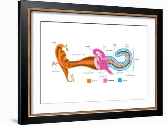 The Analysis of Sound Frequencies by the Basilar Membrane. Human Ear-Encyclopaedia Britannica-Framed Art Print