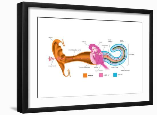 The Analysis of Sound Frequencies by the Basilar Membrane. Human Ear-Encyclopaedia Britannica-Framed Art Print