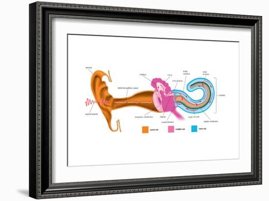 The Analysis of Sound Frequencies by the Basilar Membrane. Human Ear-Encyclopaedia Britannica-Framed Art Print