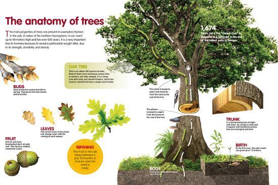 'The anatomy of trees.' Photographic Print | Art.com