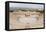 The ancient Roman amphitheatre in Caesarea, Israel, Middle East-Alexandre Rotenberg-Framed Premier Image Canvas