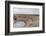 The ancient Roman amphitheatre in Caesarea, Israel, Middle East-Alexandre Rotenberg-Framed Photographic Print