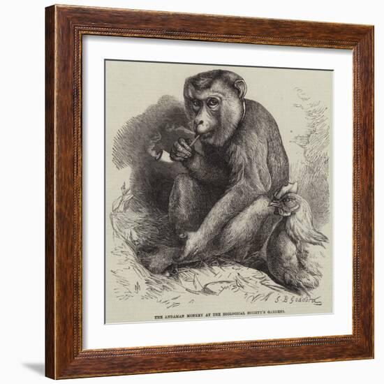 The Andaman Monkey at the Zoological Society's Gardens-George Bouverie Goddard-Framed Giclee Print