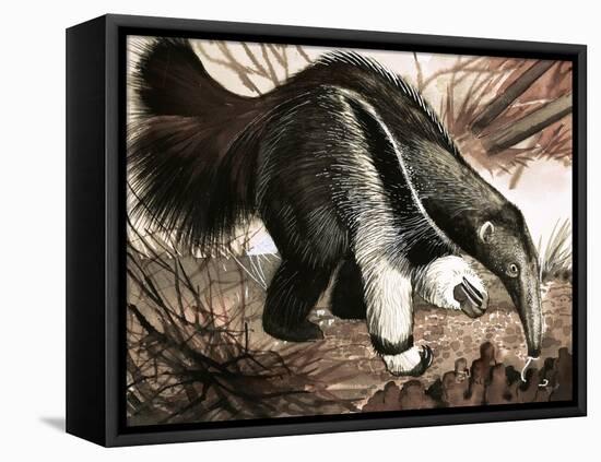 The Anteater-null-Framed Premier Image Canvas