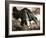 The Anteater-null-Framed Giclee Print