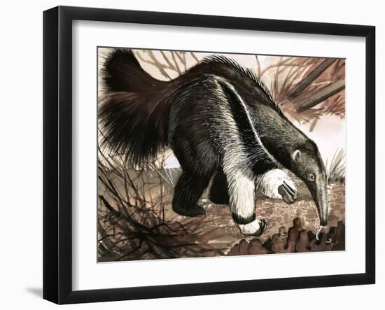 The Anteater-null-Framed Giclee Print