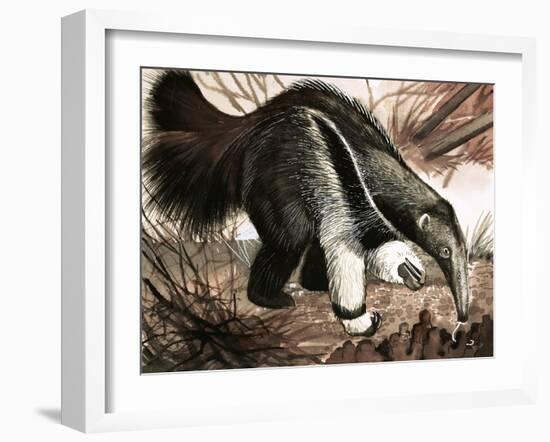 The Anteater-null-Framed Giclee Print