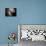 The Antennae Galaxies-Stocktrek Images-Mounted Photographic Print displayed on a wall