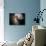 The Antennae Galaxies-Stocktrek Images-Photographic Print displayed on a wall