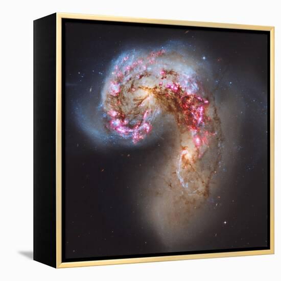 The Antennae Galaxies-null-Framed Premier Image Canvas