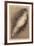 The Antique Parrot I-Maria Mendez-Framed Giclee Print