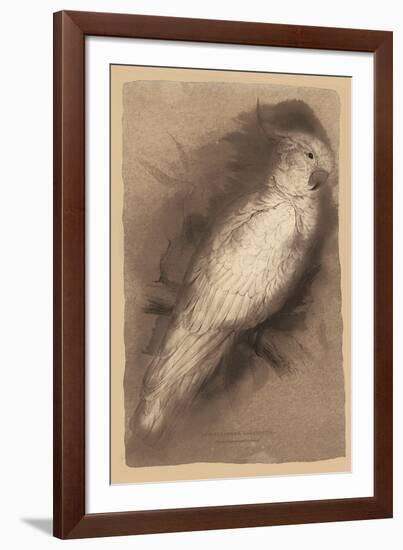 The Antique Parrot I-Maria Mendez-Framed Giclee Print