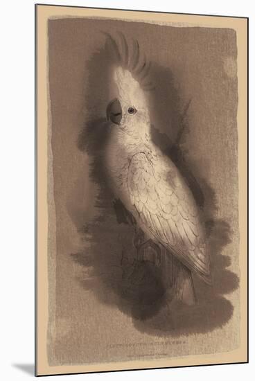 The Antique Parrot II-Maria Mendez-Mounted Giclee Print