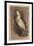 The Antique Parrot II-Maria Mendez-Framed Giclee Print