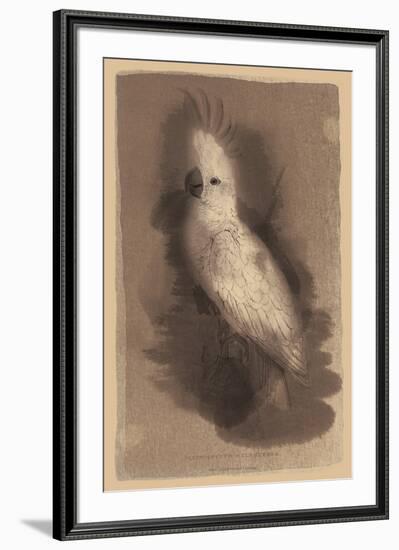 The Antique Parrot II-Maria Mendez-Framed Giclee Print